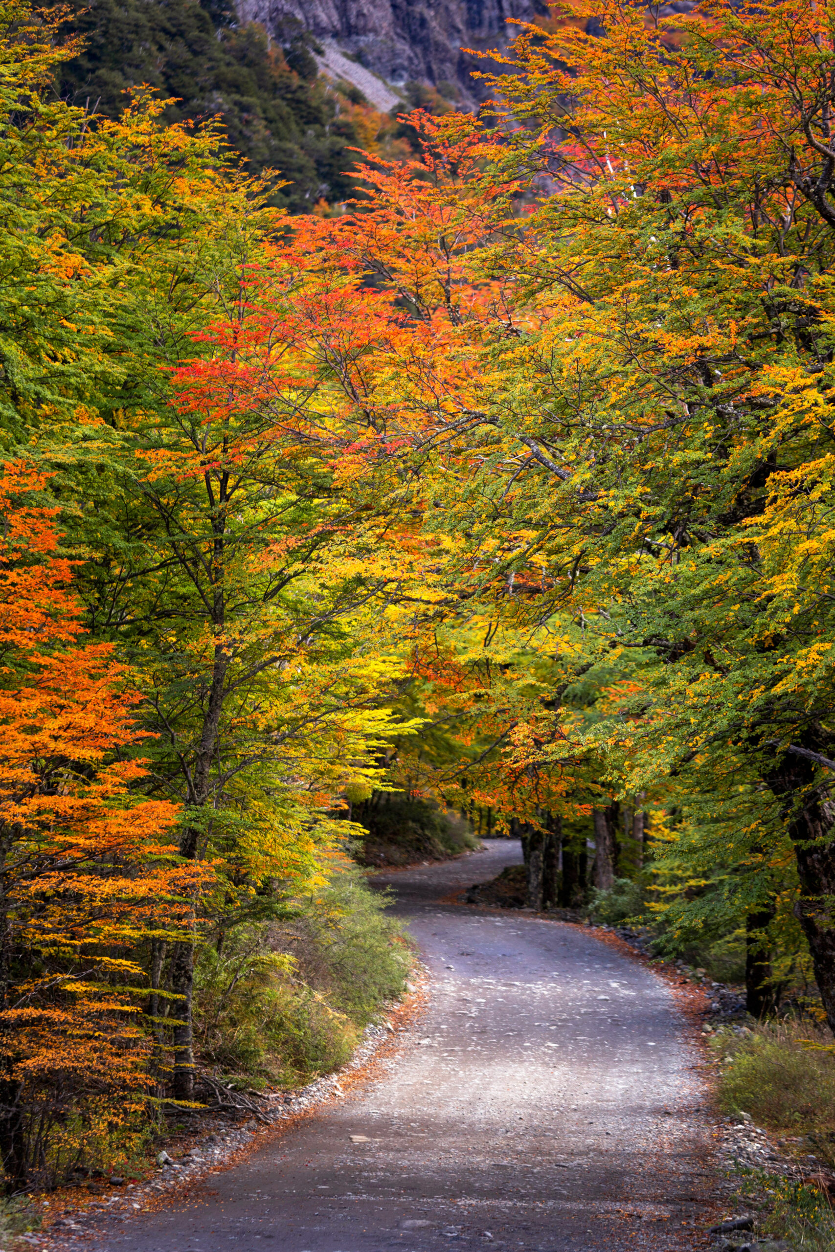 circuito chico circuito chico